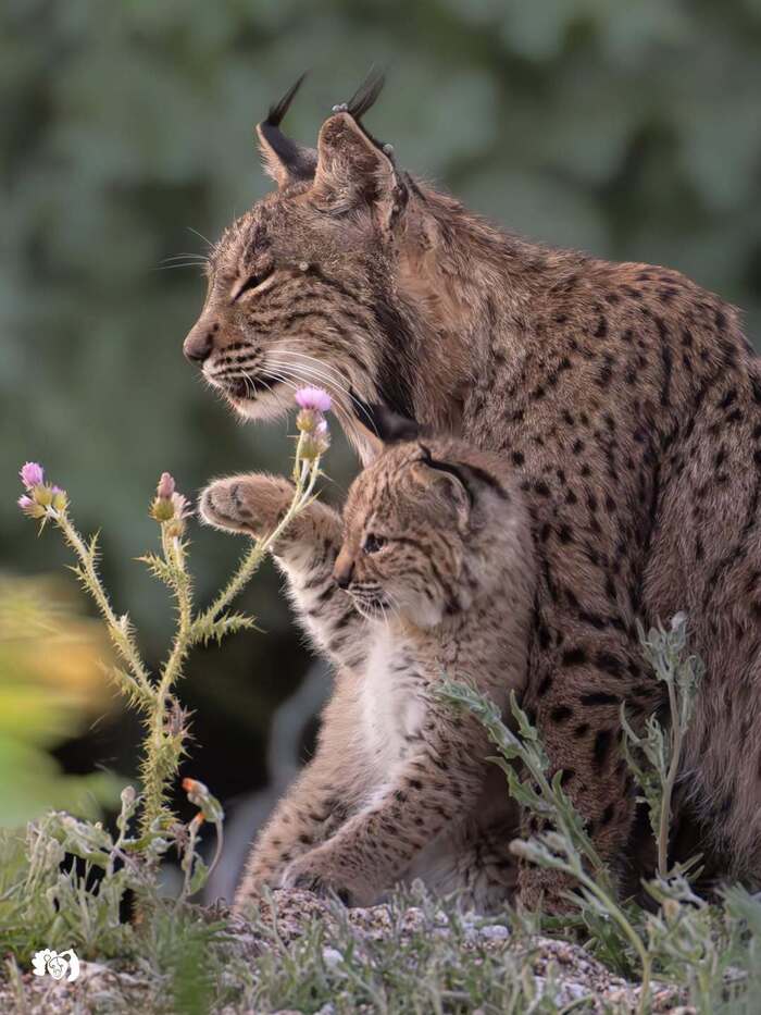 Ма, смотри, какой цветочек!