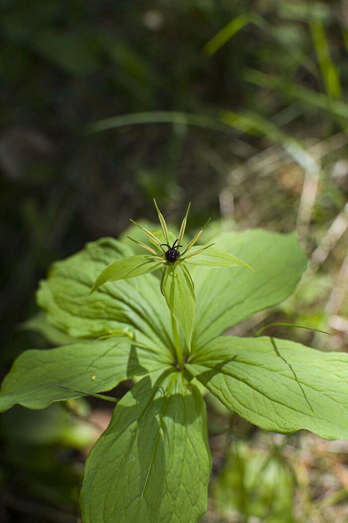 Тут он еще цветет, ягода еще не созрела.