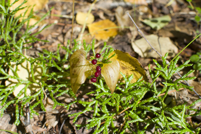 Листья майника желтые, к моменту созревания ягод они уже отмирают.
