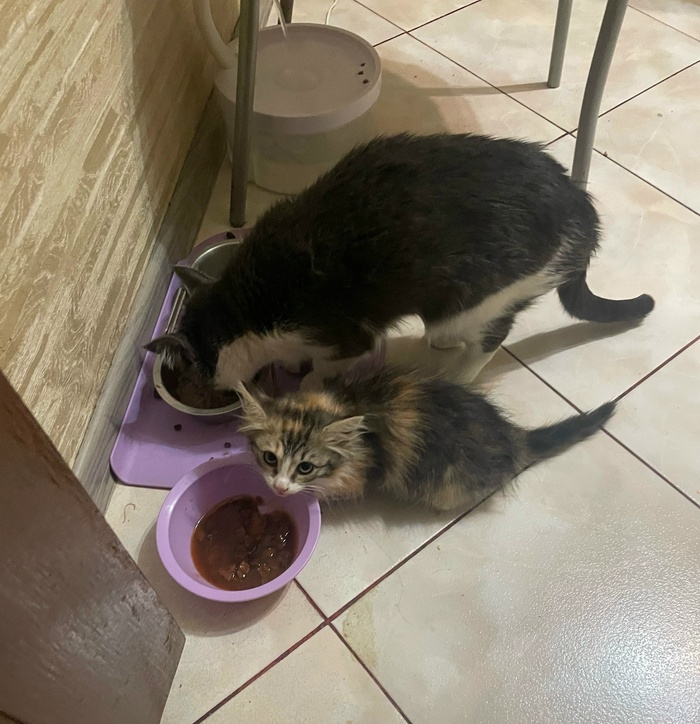 ��� ��������