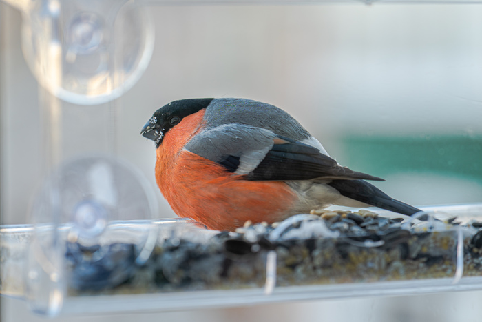 ����������� ��������