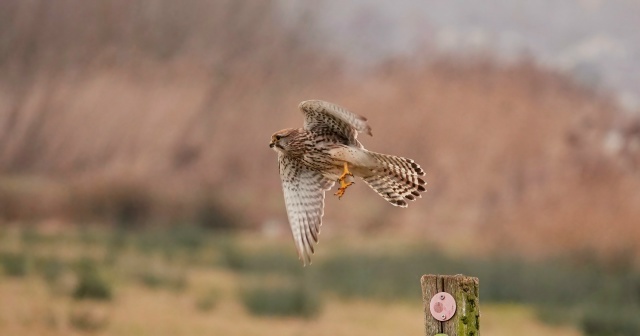 ������������ ��������� �� ������