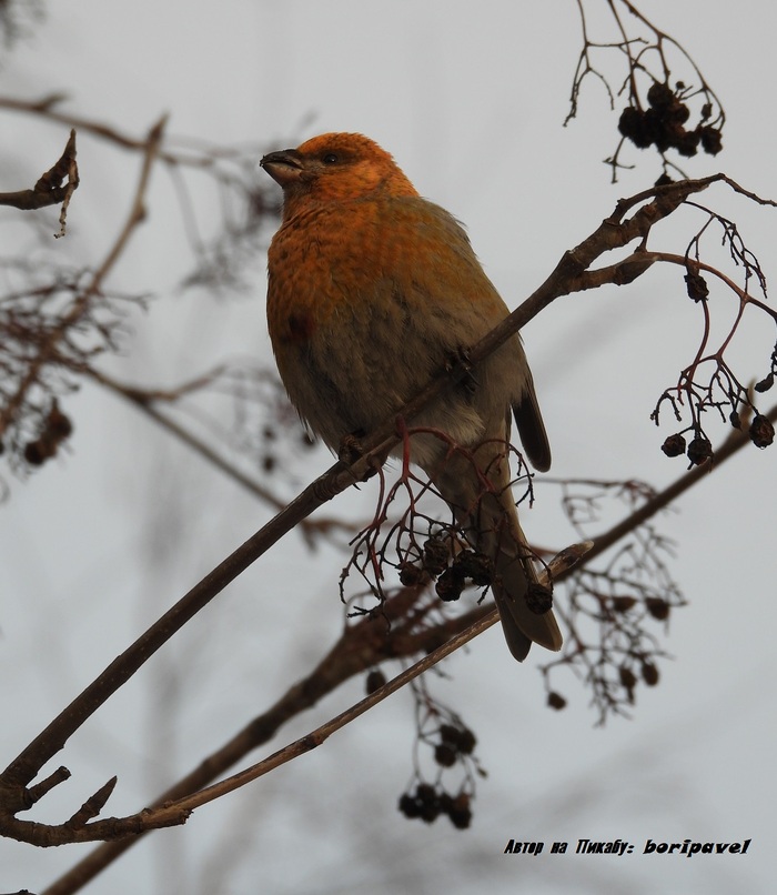 ������������ ��� (���. Pinicola enucleator). 24 ������ 2026. �������� ���������, �����-���������.