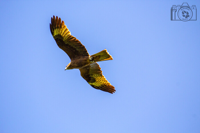 ������ ������