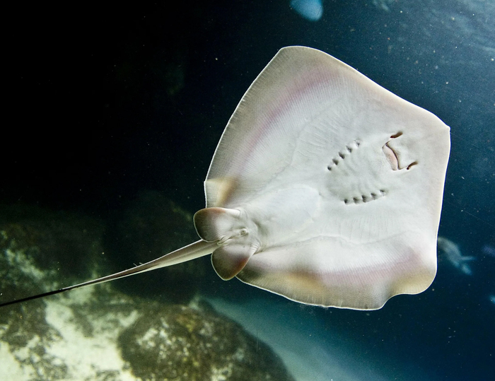 �������� ���������