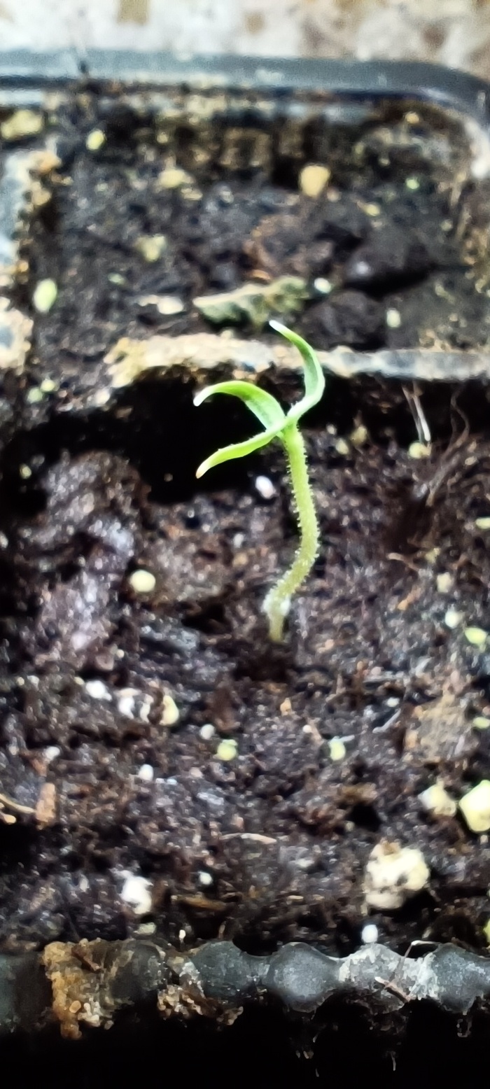 ������ �����������, ����� �������� ��� ����������� �����