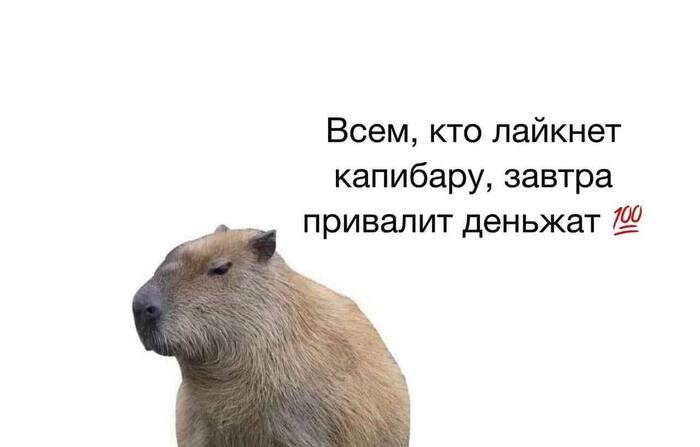 ������ ?