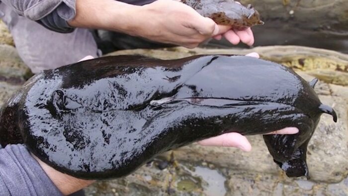 ��� ��� �� ������� �����, � ������ ��� ���������� "�������" ��� �����?