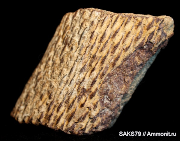 Образец древнего плауна с Красноярского водохранилища.