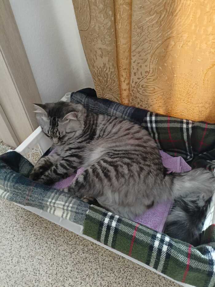 Умаялся котий родителям моим помогать .