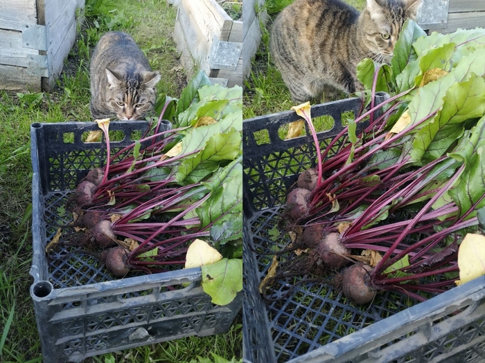 � ���� ���������� ��� ���� ����� �� ���� ������