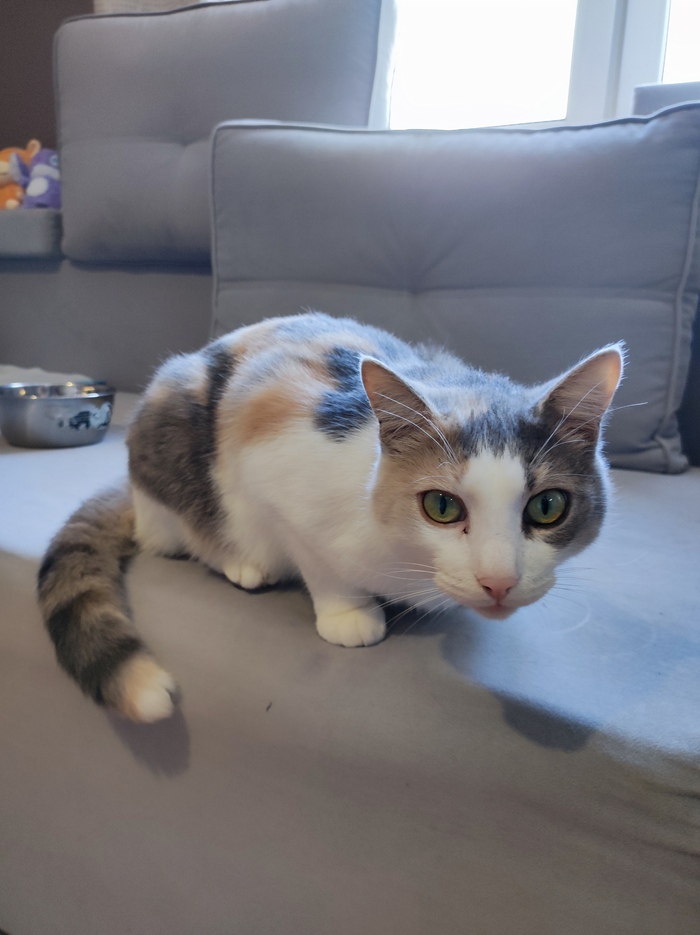 Опоссум российский