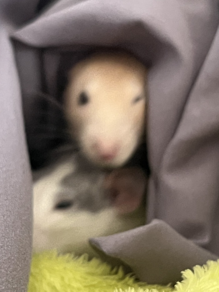 �������� ����� ������ ��� �������