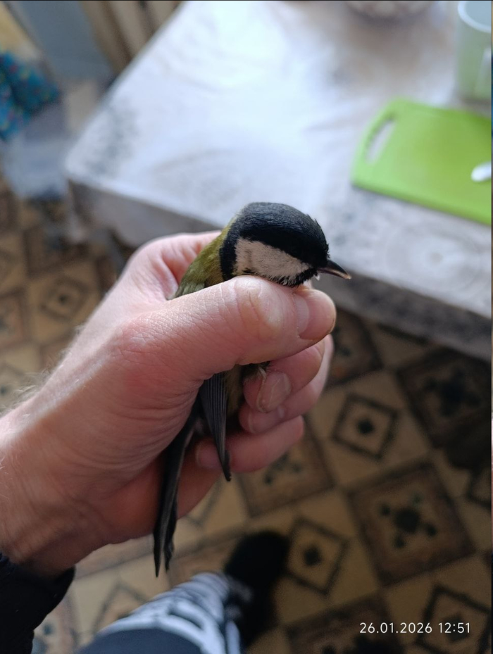 Взгляните на птиц небесных: они ни сеют, ни жнут, ни собирают в житницы...