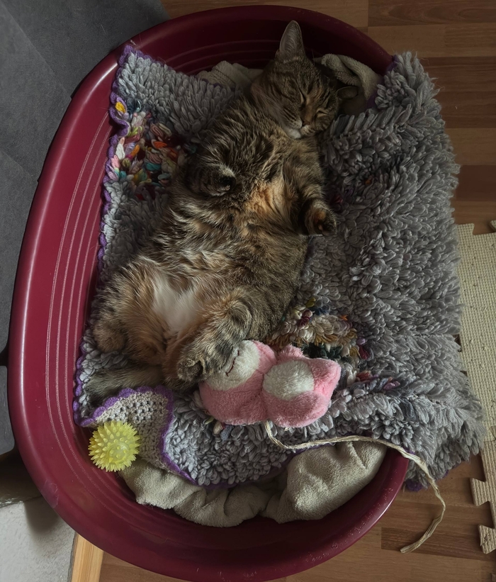 ���� ��� �����