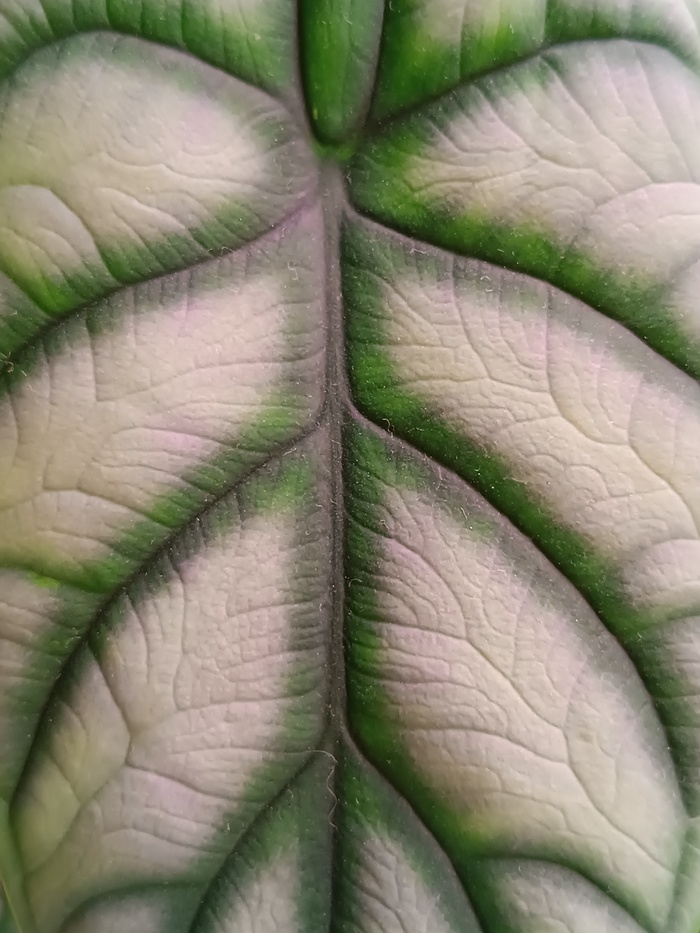 Alocasia Silver Dragon
