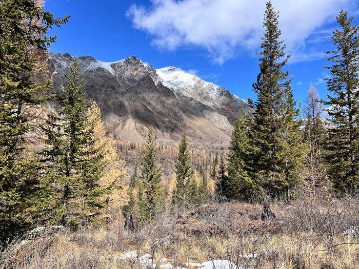 Горная тайга