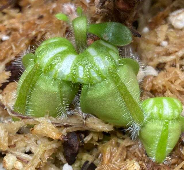 ������� �������