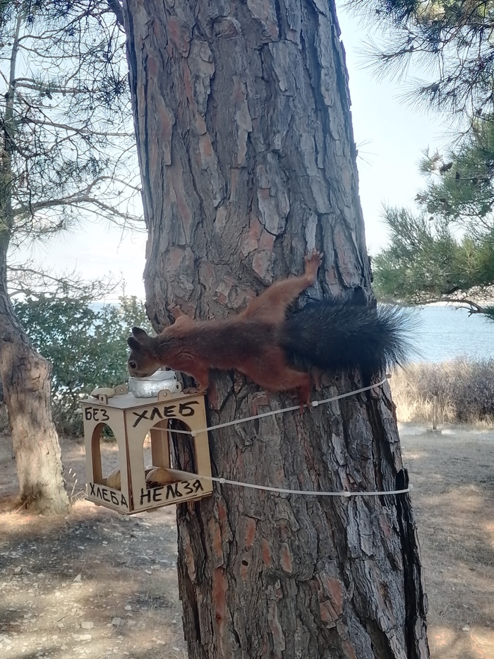 Как приручить банду пушистых хвостов