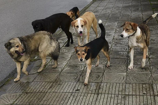 ���� �� �������� ��������� �������������, �� ��� ��������� ������� ��������. ��������: ����� ������� / <!--noindex--><a href="https://pikabu.ru/story/zhalko_brodyachikh_sobak_zhaleyte_ikh_u_sebya_doma_v_chernozeme_chinovniki_posovetovali_zoozashchitnikam_zabrat_bezdomnyikh_psov_s_ulitsyi_13638195?u=http%3A%2F%2FLipetskcity.ru&t=Lipetskcity.ru&h=5220f6b18bb0c3d208f513b71095a4aa31333157" title="http://Lipetskcity.ru" target="_blank" rel="nofollow noopener">Lipetskcity.ru</a><!--/noindex-->