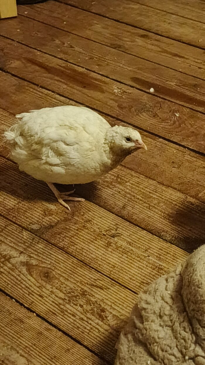 ���� ��� �����, ���������-�����������