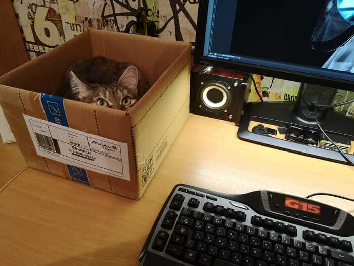 Кошка мешает работать за компьютером? Держите лайфхак