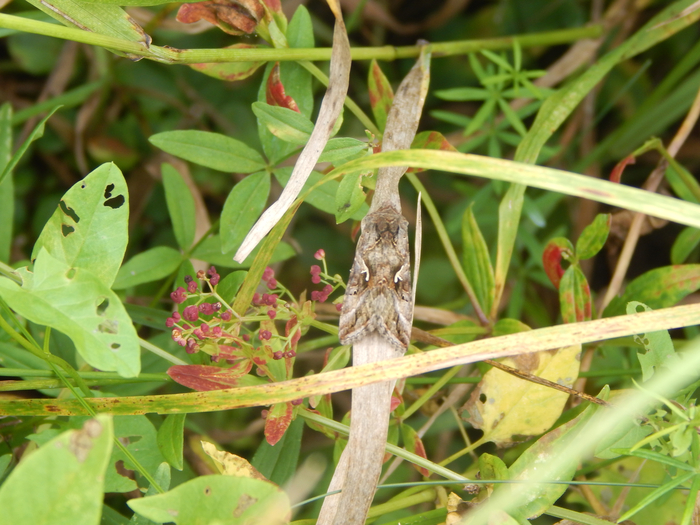 ������������ �����