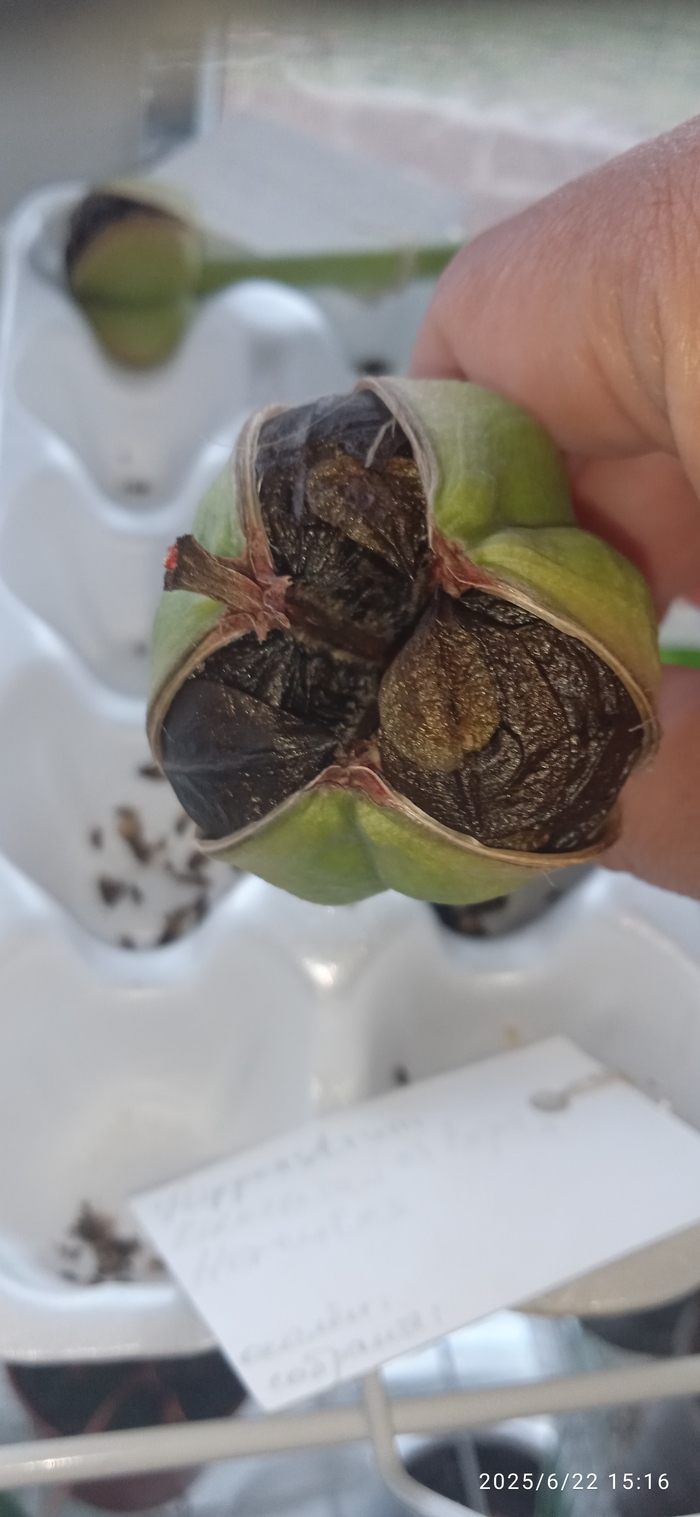 А вот так выглядит созревшая коробочка с семенами.