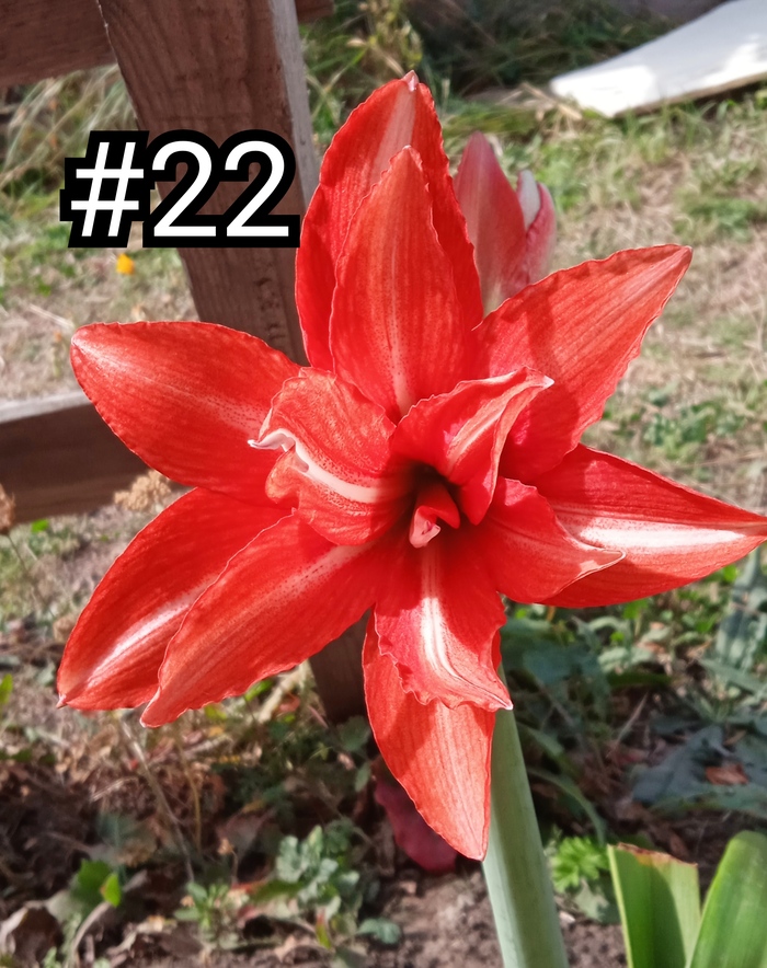 Всем сеянцам присвоены порядковые номера. С ними они растут как по горшкам,так и в ОГ. А в тетради учета записана вся их "подноготная".