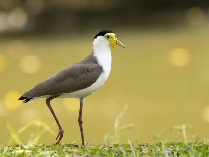 ���������� �����