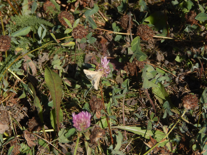 ����� ���������