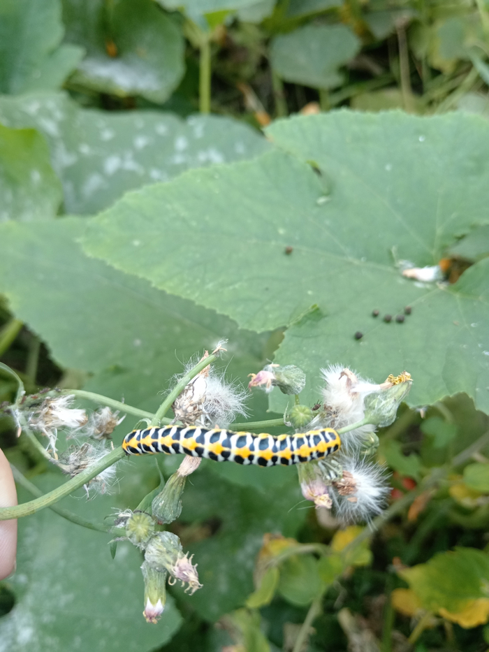 ����������� ����������, ��������