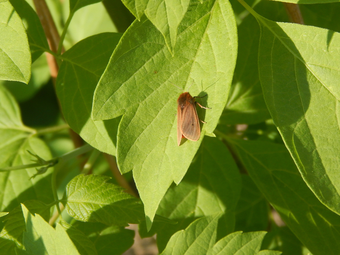 ��������� ���������, �����