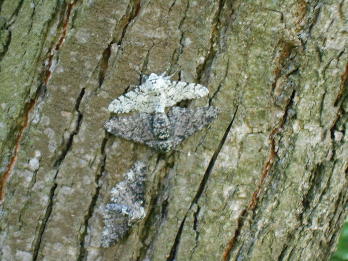 ��������� ��������, 2 �����