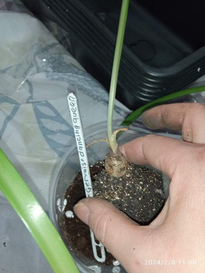 Малыш? Да,по сравнению со стандартной цветущей луковицей - крошка.