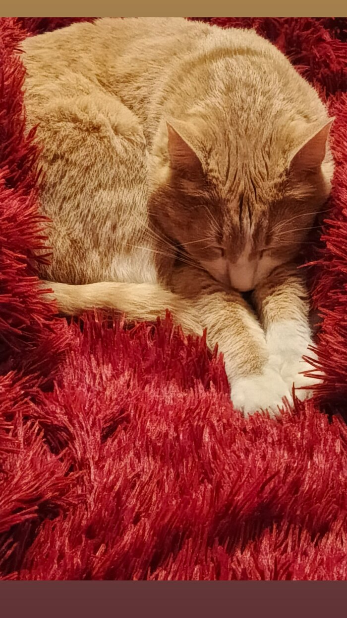 ������ �����