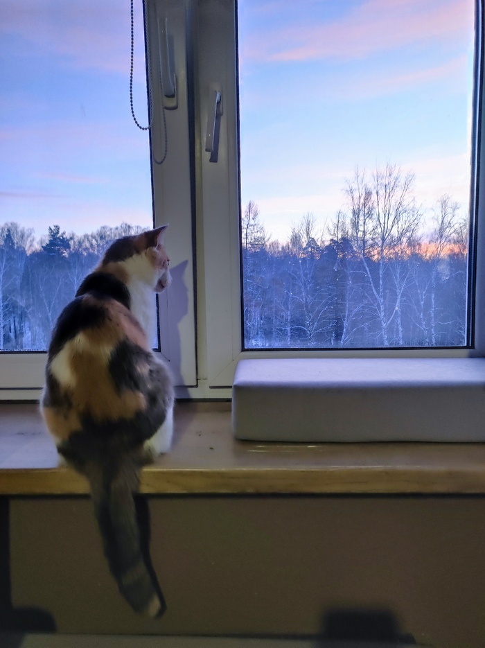 Рассвет и кошечка