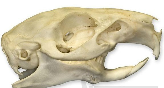 ����� ������� ������