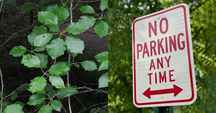 Почему растение назвали "предупреждающим"