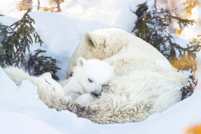 Не беспокоить, мы спим!