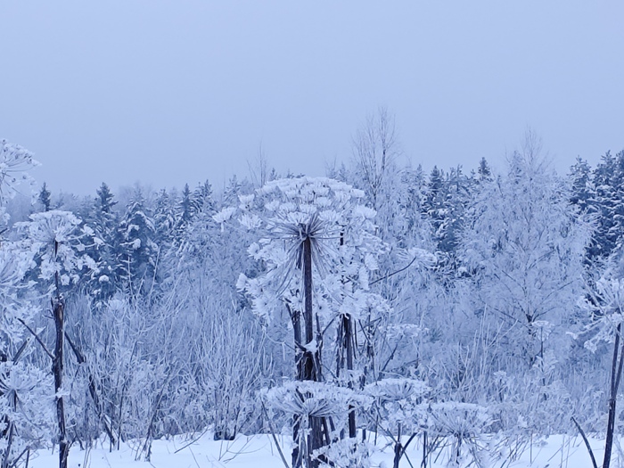 Снежная зима