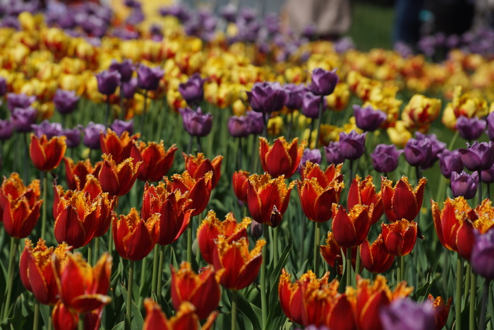 Тюльпаны // Музей-заповедник Коломенское // Москва