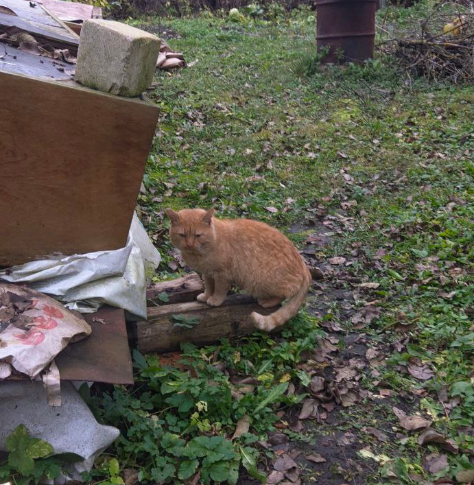 Осеннее фото, грусть ежедневная.