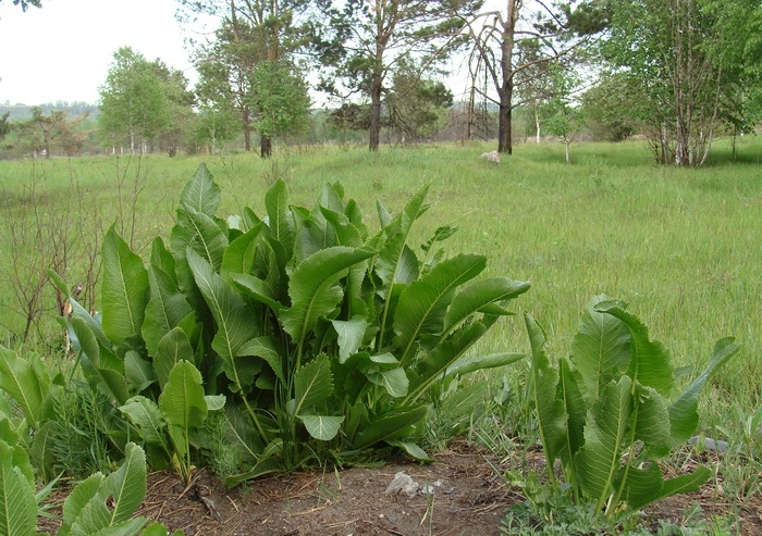 ���� ������������, �� �� �����������. ���� �. ���������� � ����� <!--noindex--><a href="https://pikabu.ru/story/khren__13646244?u=http%3A%2F%2Fplantarium.ru&t=plantarium.ru&h=a99e55320aea562513d8f75971d3e7338d0dbe18" title="http://plantarium.ru" target="_blank" rel="nofollow noopener">plantarium.ru</a><!--/noindex-->.