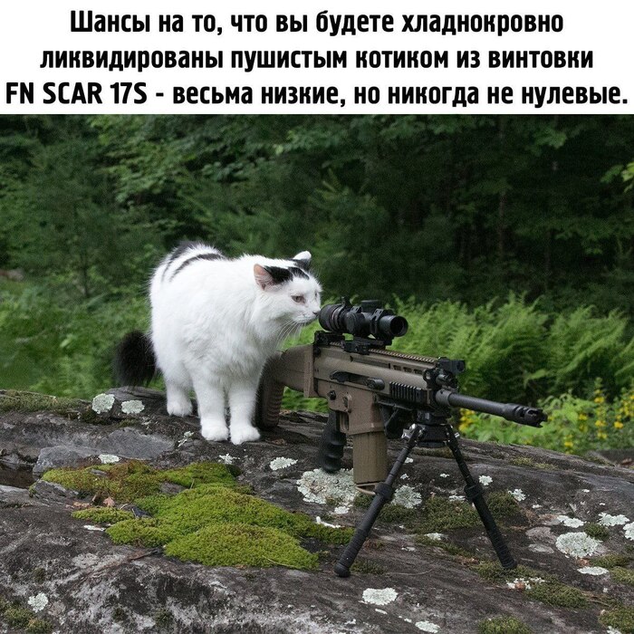 Пушистый киллер