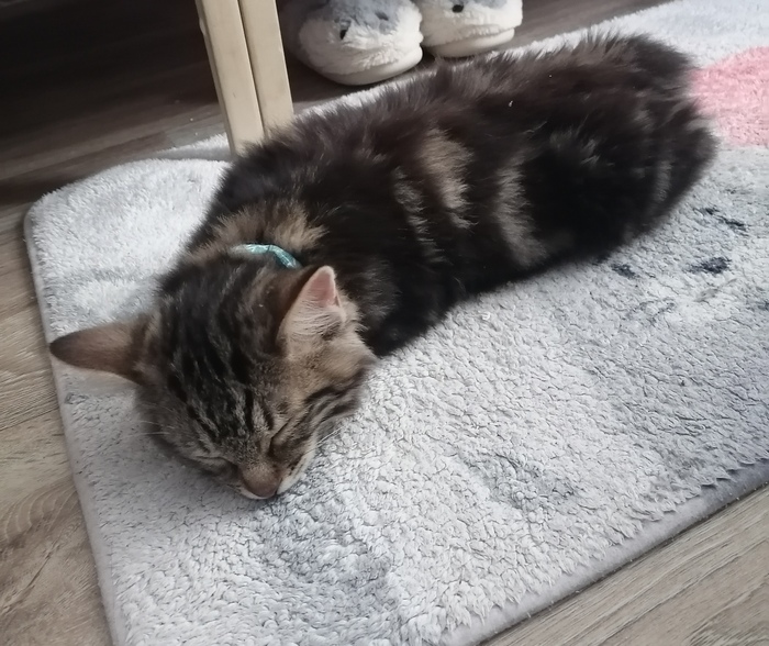 После тчательной инспекции, главный работник спит.