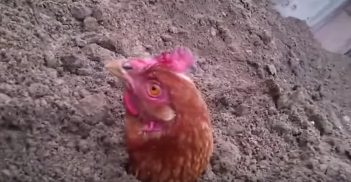 ���� ������