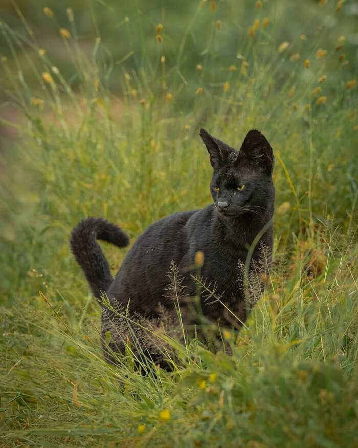 Чёрный сервал
