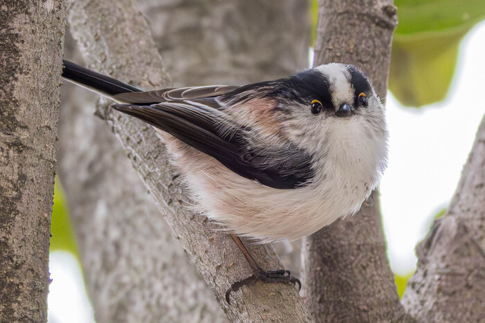 (���� �� �������� ��� ������� ��������)