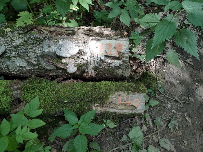 ��������������� ������ �������� �������� � �����